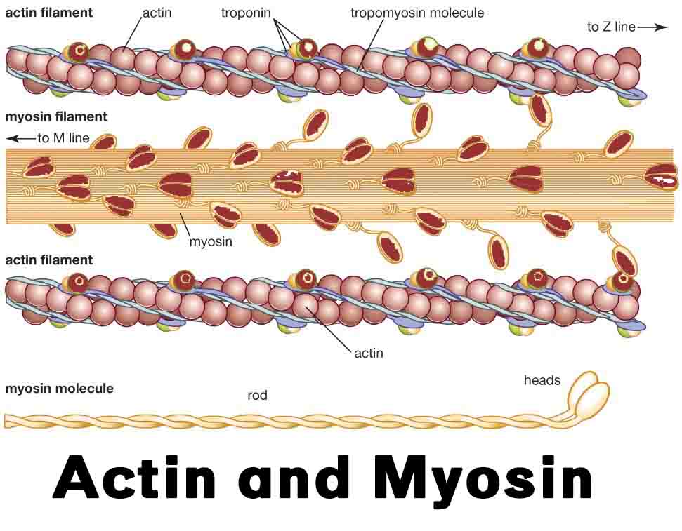 Actin and Myosin